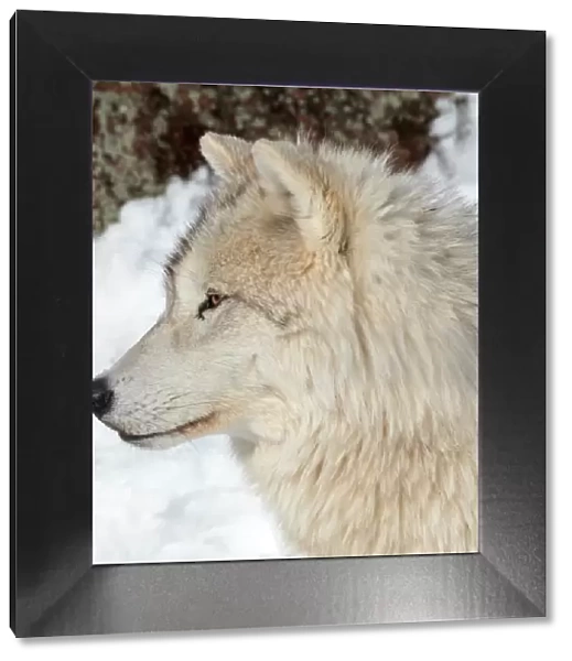 adult arctic wolf