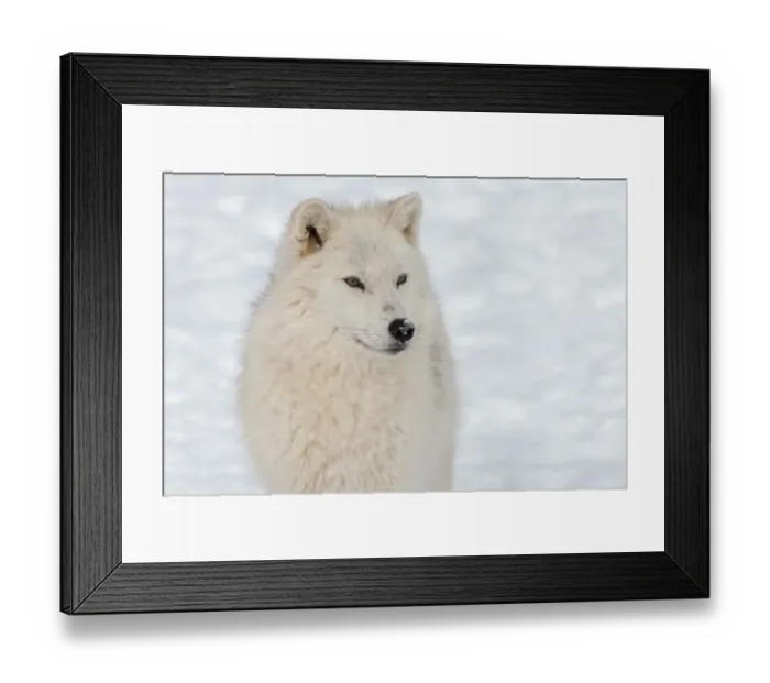 Framed Print : Arctic wolf Framed Print : Arctic wolf