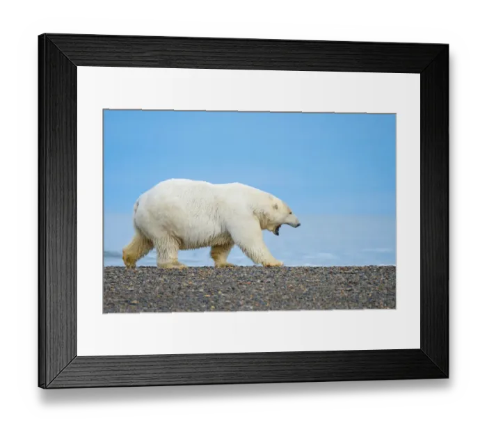 Framed Print : Polar Bear walking at the Alaska beach Framed Print : Polar Bear walking at the Alaska beach