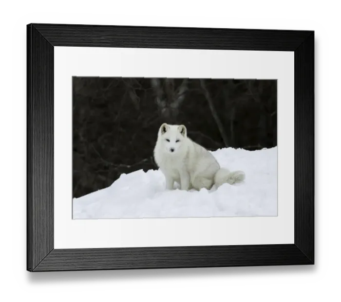 Framed Print : Arctic Fox Framed Print : Arctic Fox