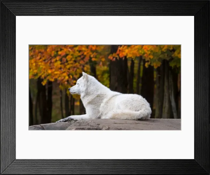 Framed Print : Arctic Wolf in Fall Season Framed Print : Arctic Wolf in Fall Season