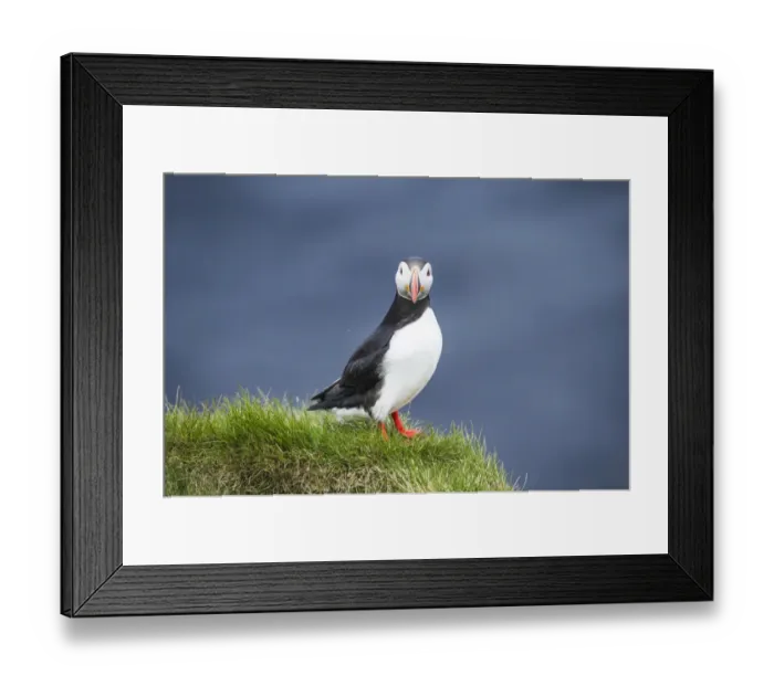 Framed Print : Ingolfshofdi, southern Iceland. Atlantic puffin Framed Print : Ingolfshofdi, southern Iceland. Atlantic puffin
