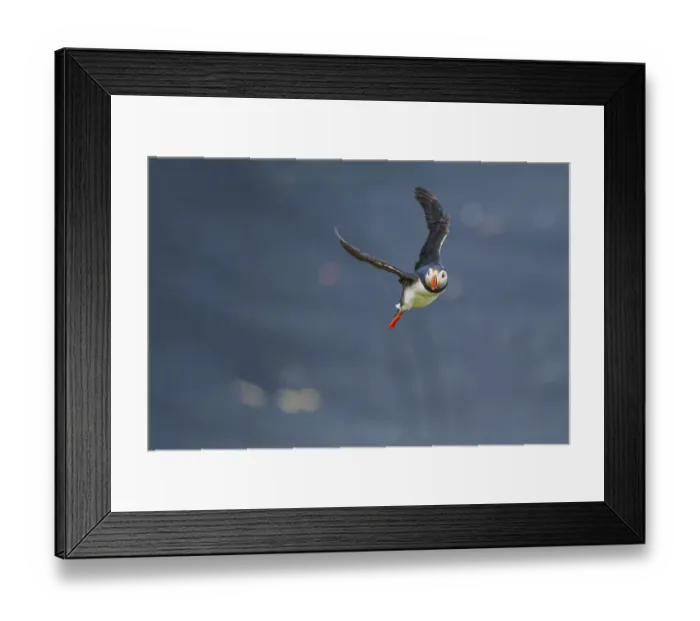 Framed Print : Ingolfshofdi, southern Iceland. Atlantic puffin Framed Print : Ingolfshofdi, southern Iceland. Atlantic puffin
