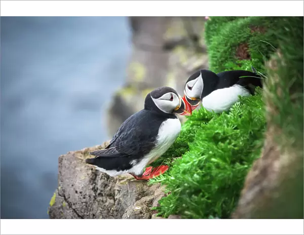 Couple Puffin on cliff in summer