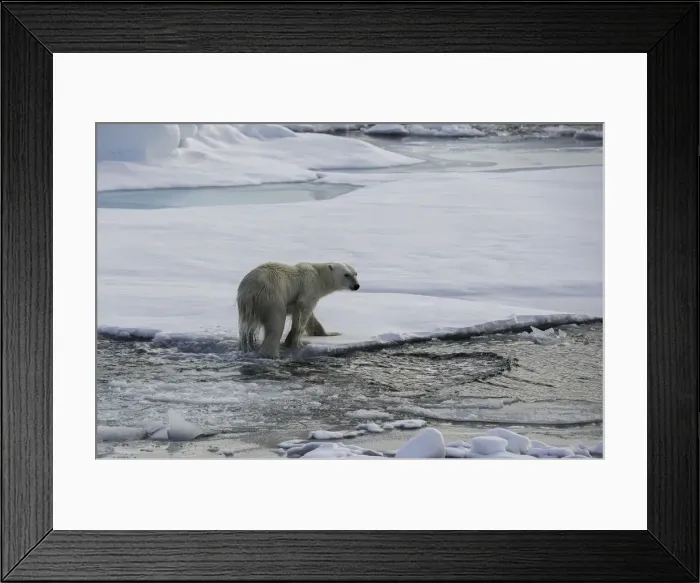 Framed Print : Wet Feet. Polar bear exiting the water as it moves from ice floe to ice floe Framed Print : Wet Feet. Polar bear exiting the water as it moves from ice floe to ice floe