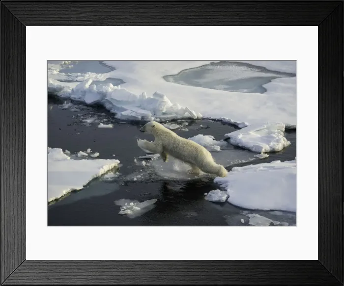 Framed Print : Jumping. Polar bear jumps from one ice floe to the next. Arctic Ocean, north of Svalbard Framed Print : Jumping. Polar bear jumps from one ice floe to the next. Arctic Ocean, north of Svalbard