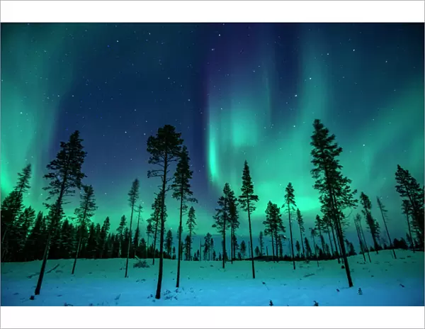 Northern Lights in the Trees