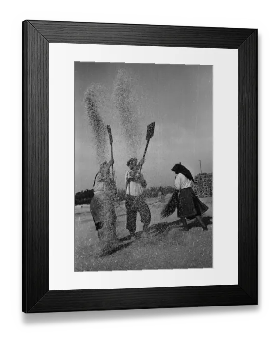 Framed Print : Tossing the Grain Framed Print : Tossing the Grain