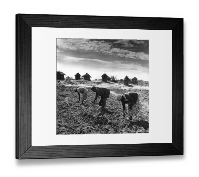 Framed Print : Sowing. Farm workers sow a field Framed Print : Sowing. Farm workers sow a field