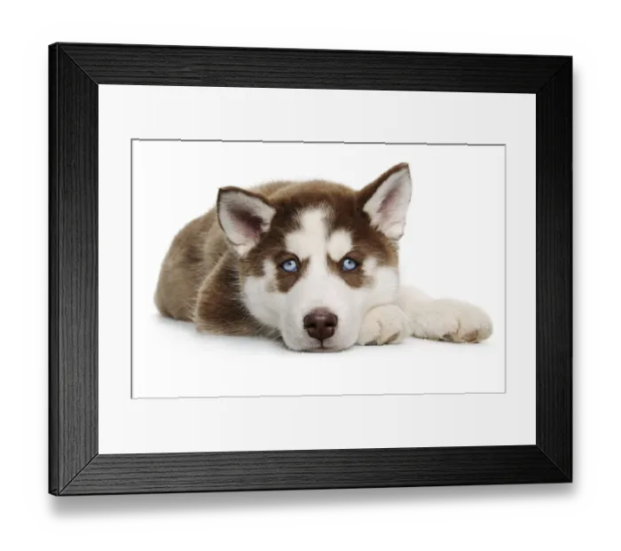 Framed Print : Cute Holiday Christmas Tired Puppy Framed Print : Cute Holiday Christmas Tired Puppy