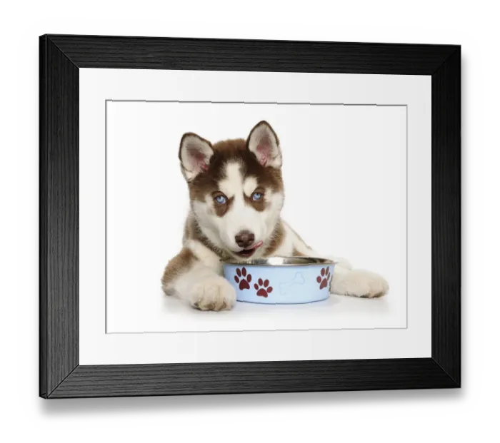 Framed Print : Holiday Christmas Puppy eating Framed Print : Holiday Christmas Puppy eating