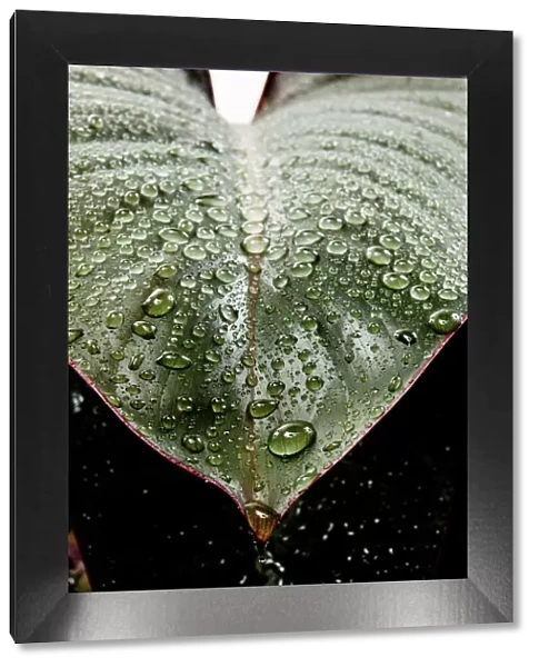 Wet rubber leaf