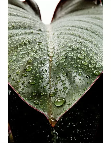 Wet rubber leaf