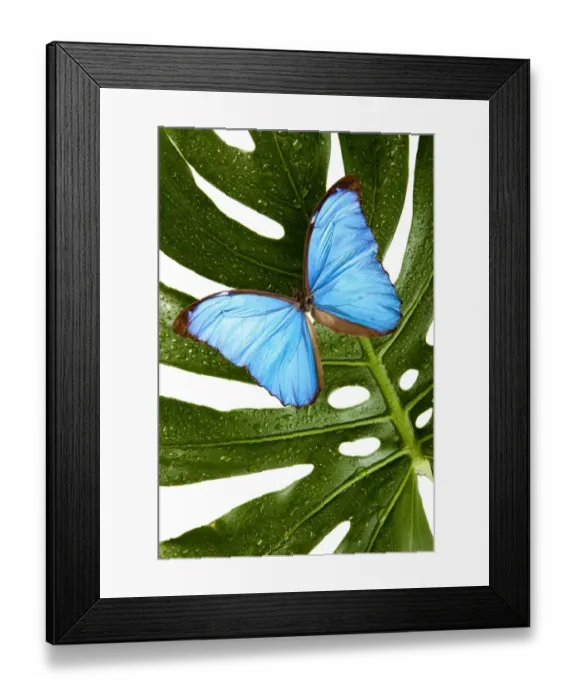 Framed Print : Chris Stein Framed Print : Chris Stein
