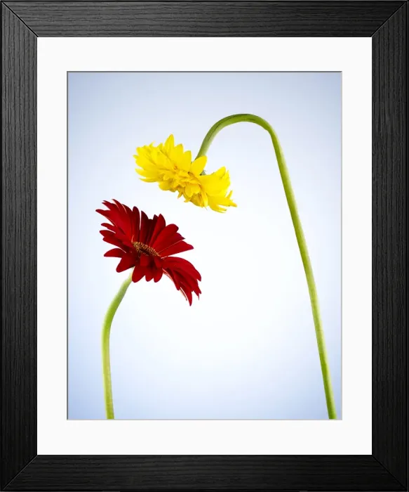Framed Print : Chris Stein Framed Print : Chris Stein