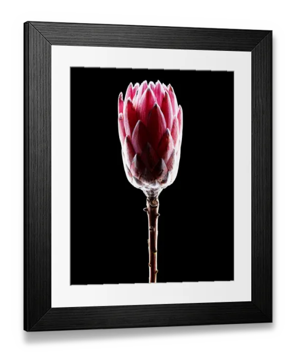 Framed Print : Queen Protea Side Framed Print : Queen Protea Side