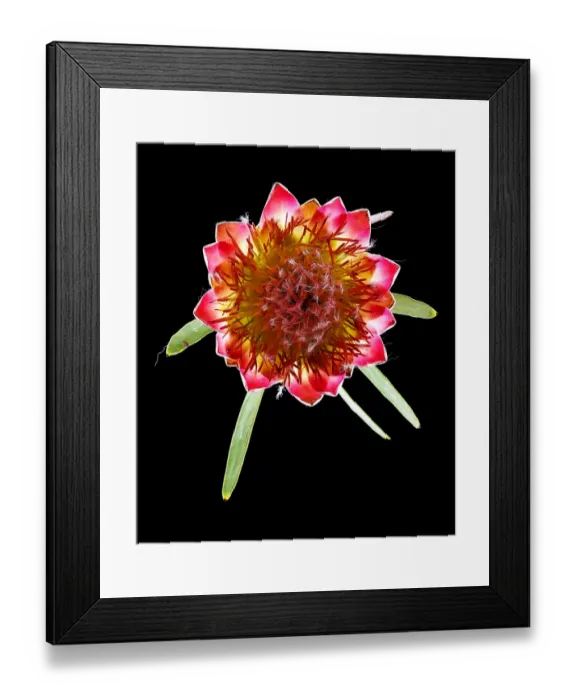 Framed Print : Queen Protea Top Framed Print : Queen Protea Top