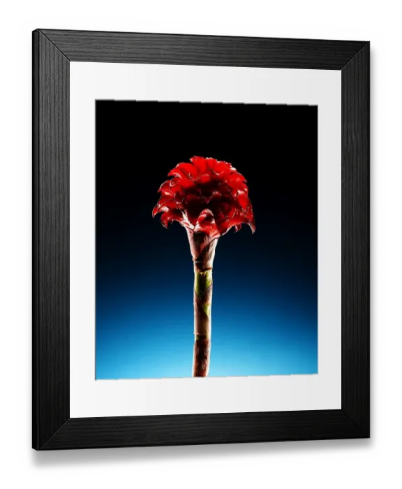 Framed Print : Wax Ginger Flower Framed Print : Wax Ginger Flower