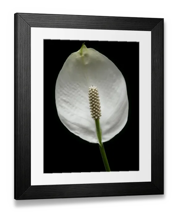 Framed Print : Flower Framed Print : Flower