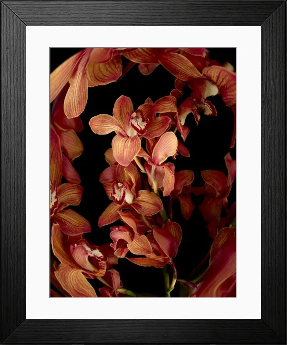 Framed Print : Red flowers on black background (Digital Composite) Framed Print : Red flowers on black background (Digital Composite)