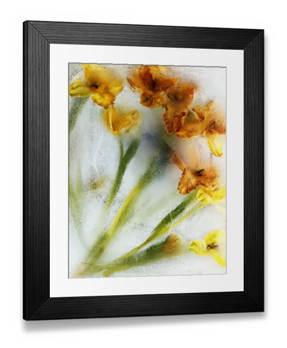 Framed Print : Chris Stein Framed Print : Chris Stein