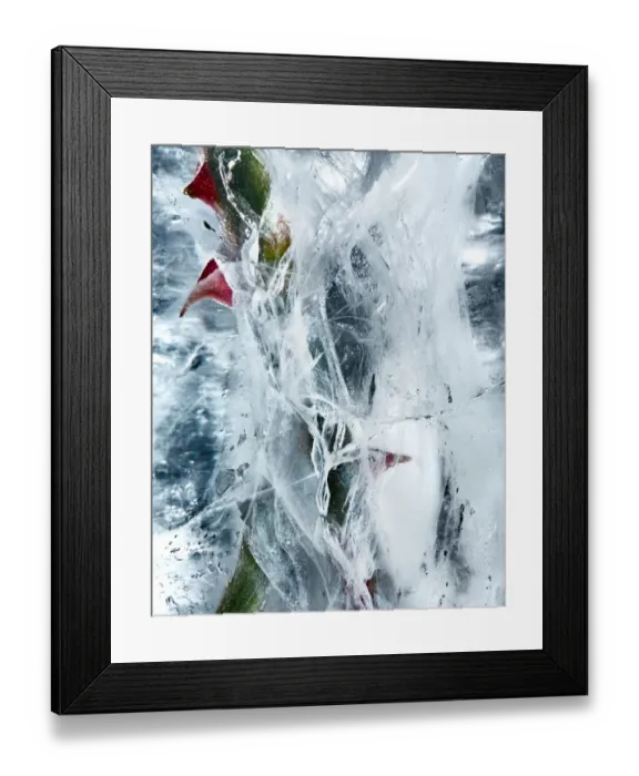 Framed Print : Flowers frozen in ice Framed Print : Flowers frozen in ice