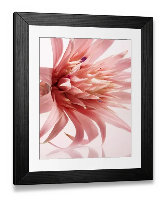 Framed Print : Pink flower, close-up Framed Print : Pink flower, close-up