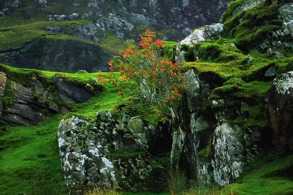 Rowan Tree, Co Donegal, Ireland