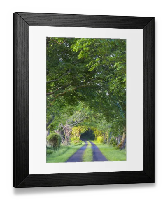 Framed Print : Ireland, County Donegal, Fanad, country road Framed Print : Ireland, County Donegal, Fanad, country road