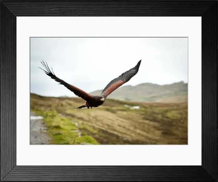 Framed Print : In Flight. Harris Hawk in flight over the Donegal Hills Framed Print : In Flight. Harris Hawk in flight over the Donegal Hills