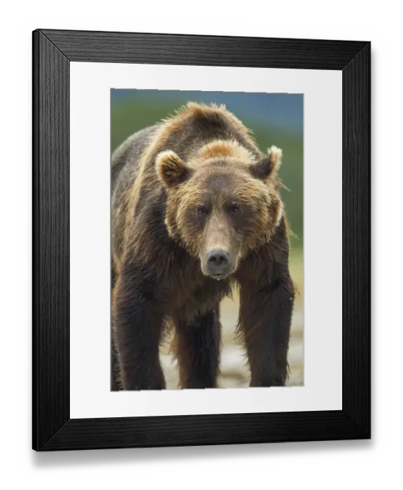 Framed Print : Brown Bear, Katmai National Park, Alaska Framed Print : Brown Bear, Katmai National Park, Alaska