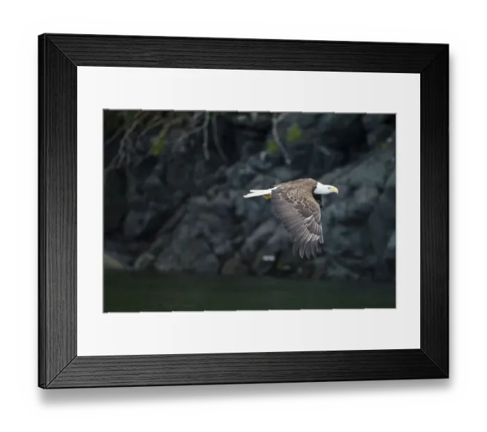 Framed Print : Bald Eagle, BC, Canada