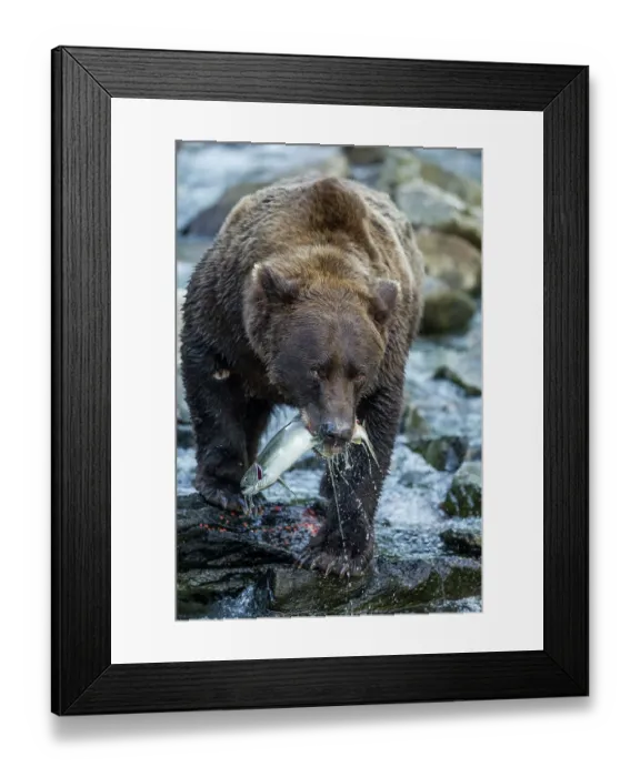 Framed Print : Brown Bear, Katmai National Park, Alaska Framed Print : Brown Bear, Katmai National Park, Alaska