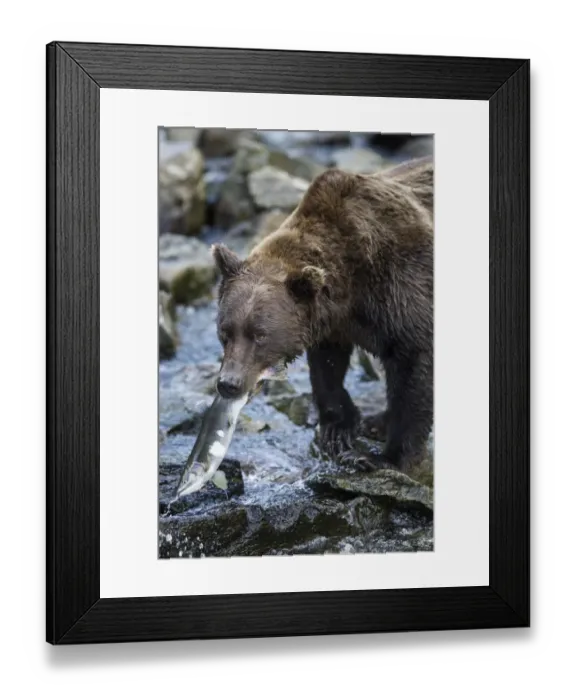 Framed Print : Brown Bear, Katmai National Park, Alaska Framed Print : Brown Bear, Katmai National Park, Alaska
