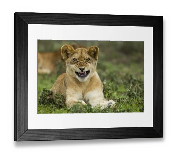 Framed Print : Lion Cub, Ndutu Plains, Tanzania