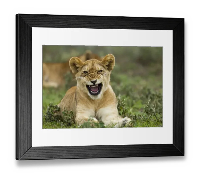 Framed Print : Lion Cub, Ndutu Plains, Tanzania Framed Print : Lion Cub, Ndutu Plains, Tanzania