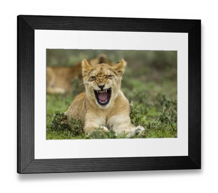 Framed Print : Lion Cub, Ndutu Plains, Tanzania Framed Print : Lion Cub, Ndutu Plains, Tanzania