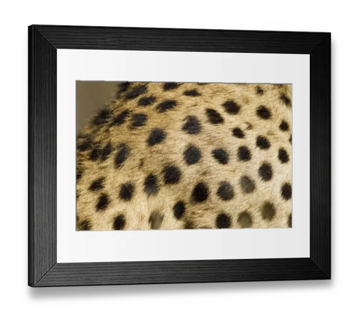 Framed Print : Cheetah Fur, Ndutu Plains, Tanzania Framed Print : Cheetah Fur, Ndutu Plains, Tanzania