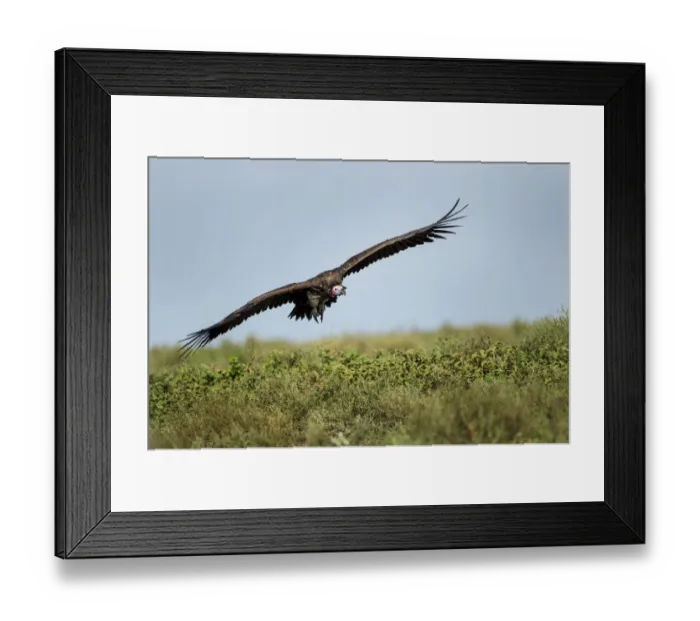 Framed Print : Lappet-faced Vulture, Ngorongoro, Tanzania Framed Print : Lappet-faced Vulture, Ngorongoro, Tanzania