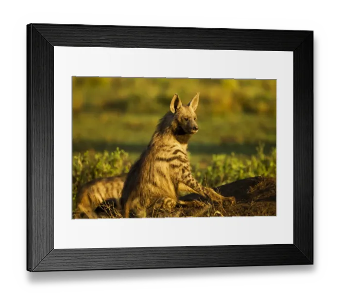 Framed Print : Aardwolf, Ngorongoro, Tanzania
