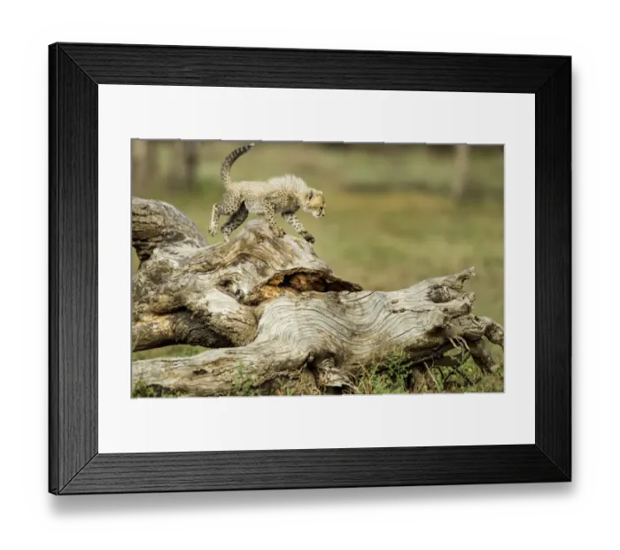 Framed Print : Cheetah Cub, Ndutu Plains, Tanzania Framed Print : Cheetah Cub, Ndutu Plains, Tanzania