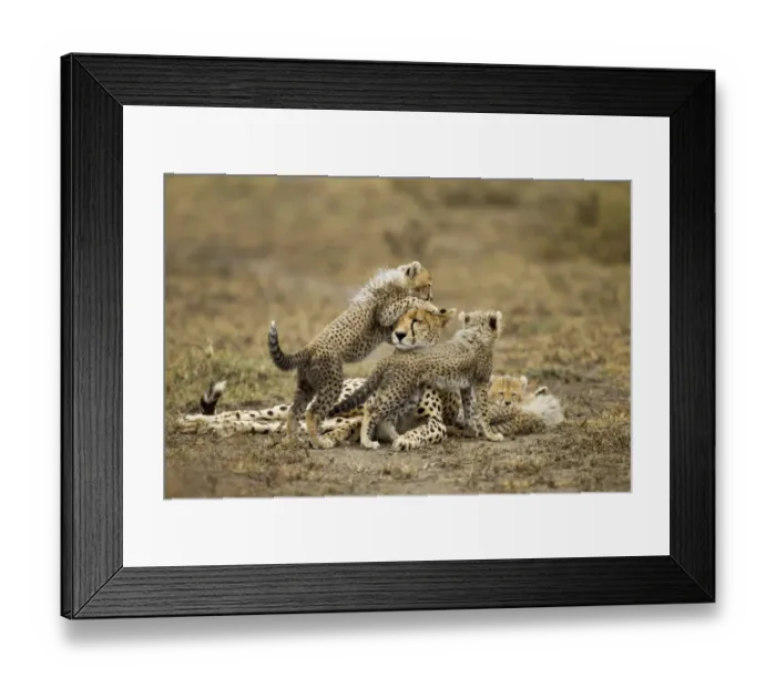 Framed Print : Cheetah Cubs and Mother, Ngorongoro, Tanzania