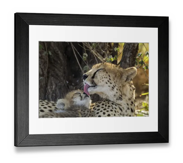 Framed Print : Cheetah and Cub, Ndutu Plains, Tanzania Framed Print : Cheetah and Cub, Ndutu Plains, Tanzania