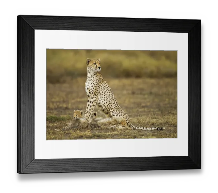 Framed Print : Cheetah Cubs and Mother, Ndutu Plains, Tanzania