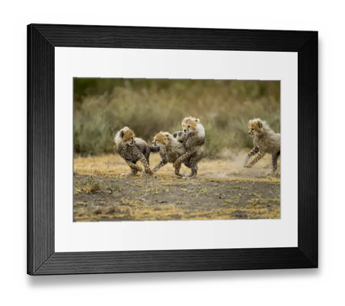 Framed Print : Cheetah Cubs, Ngorongoro, Tanzania Framed Print : Cheetah Cubs, Ngorongoro, Tanzania