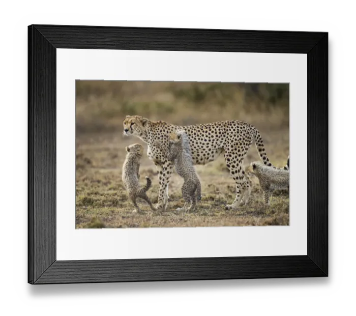 Framed Print : Cheetah and Cubs, Ngorongoro, Tanzania Framed Print : Cheetah and Cubs, Ngorongoro, Tanzania