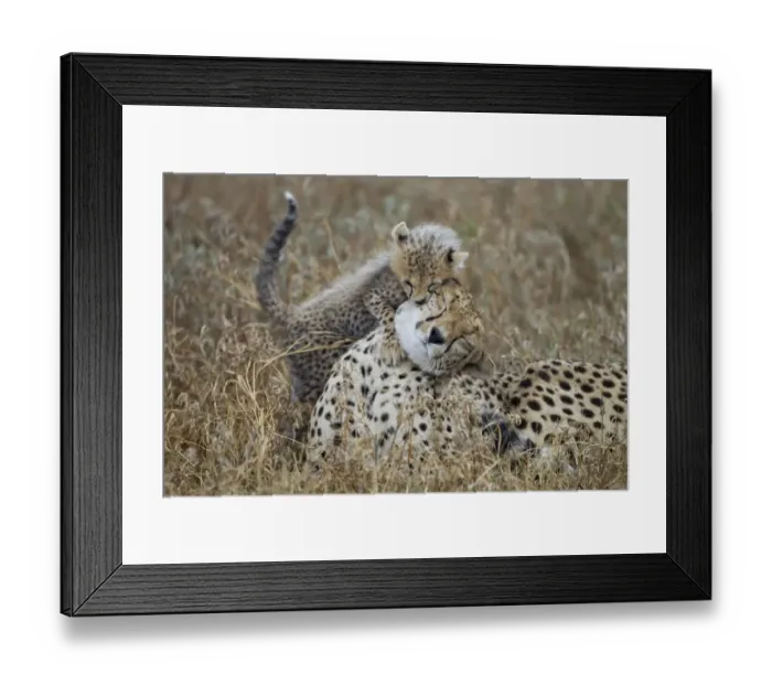 Framed Print : Cheetah Mother with Cub, Ndutu Plains, Tanzania Framed Print : Cheetah Mother with Cub, Ndutu Plains, Tanzania