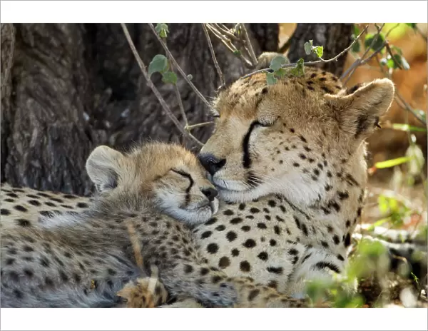 Cheetah with Cub, Ndutu Plains, Tanzania