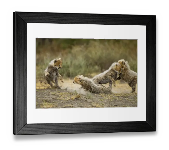 Framed Print : Cheetah Cubs Playing, Ngorongoro, Tanzania Framed Print : Cheetah Cubs Playing, Ngorongoro, Tanzania