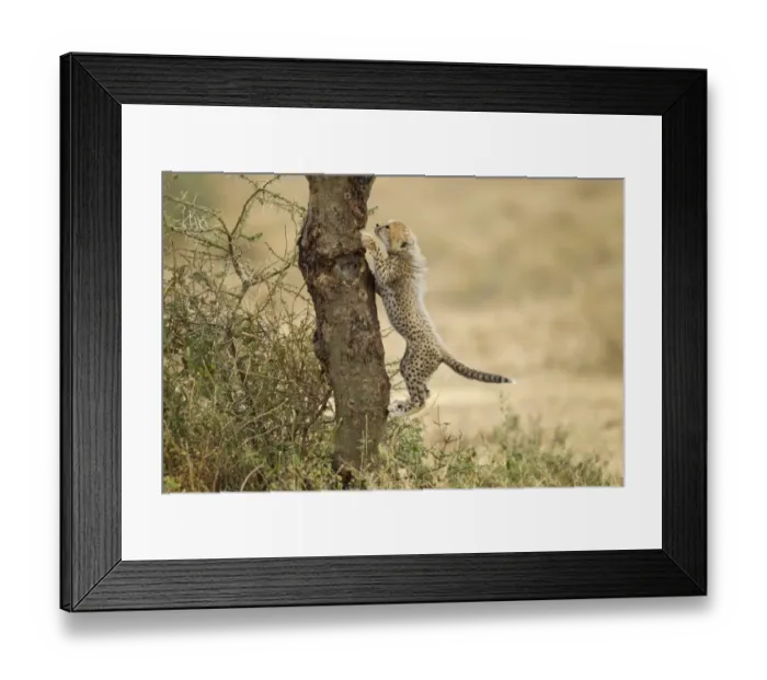 Framed Print : Cheetah Cub in Tree, Ndutu Plains, Tanzania Framed Print : Cheetah Cub in Tree, Ndutu Plains, Tanzania